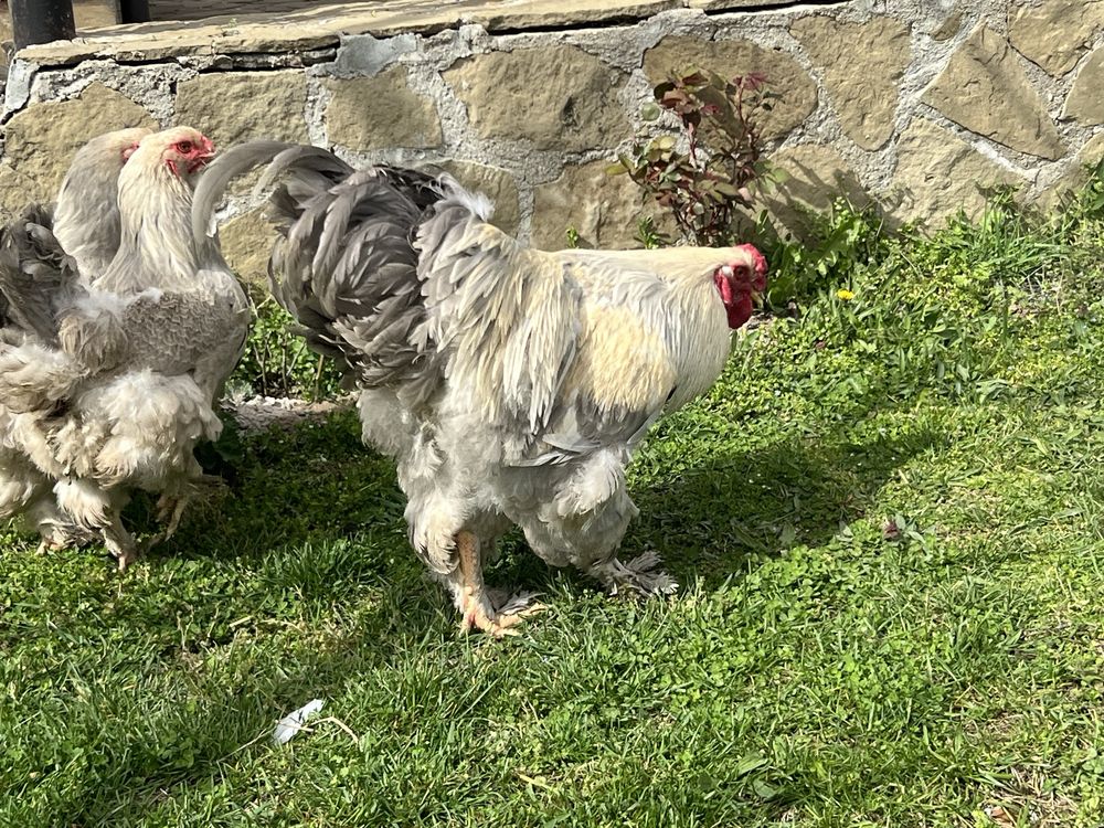 Продавам разплодни яйца от Брама Изабела/Brahma Isabella