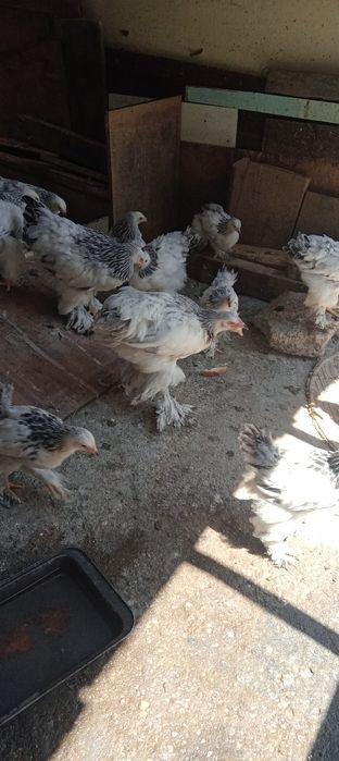 Pui pragma de vanzare