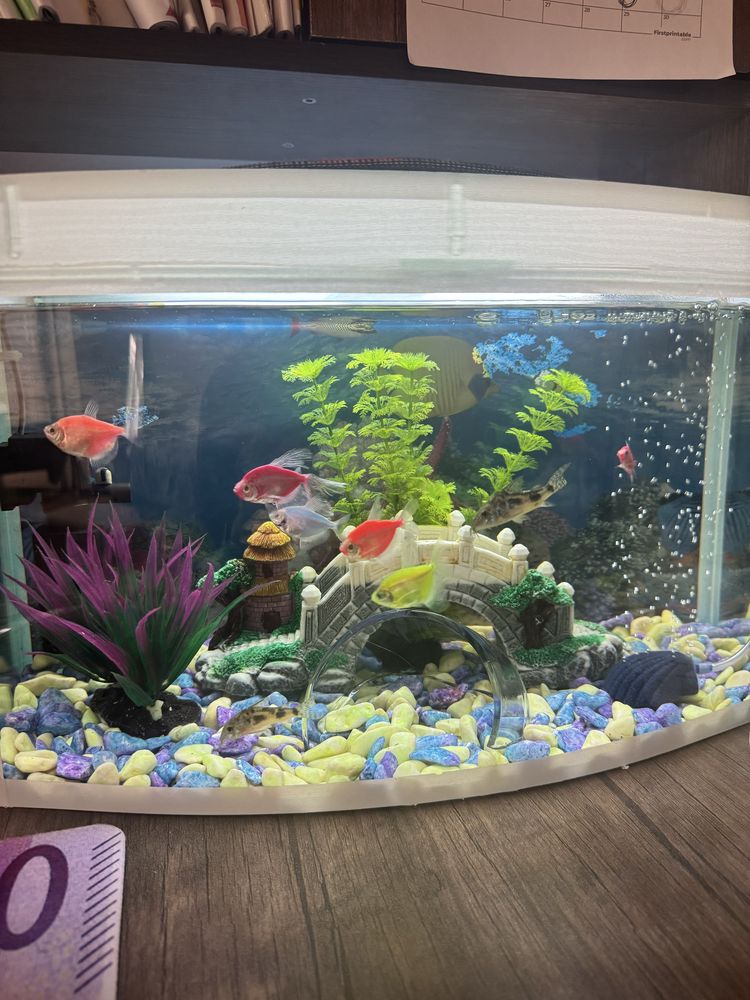 Akvarium baliqlari va barcha qulayliklari bilan