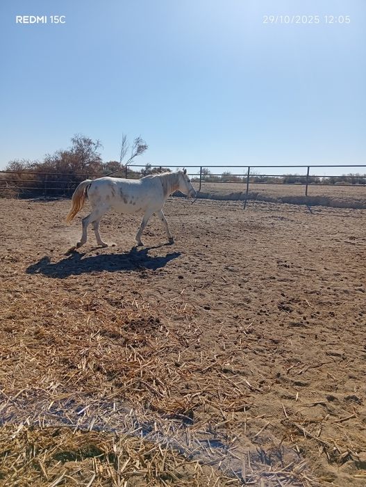 Ikalasiyam kata buğoz