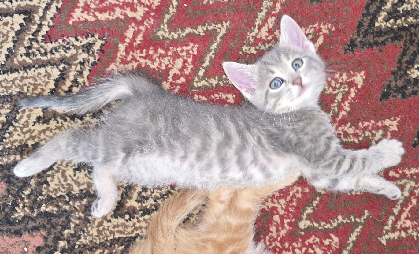Прекрасни  котета, отглеждани с любов!
