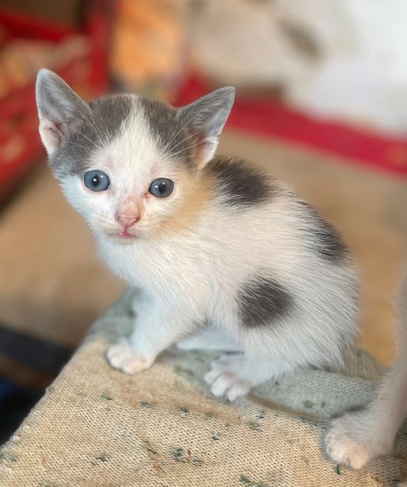 Ofer spre adoptie 3 pisicuti