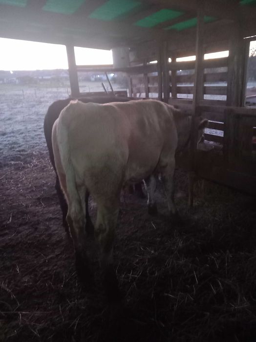 Doi Viței de vânzare