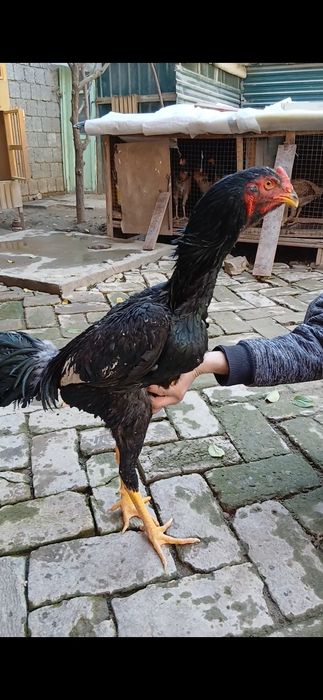 Дакан жужалар сотилади.