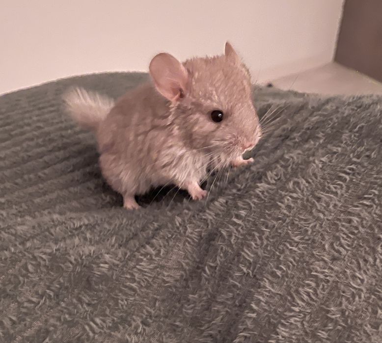 Pui chinchilla cincila sinsila
