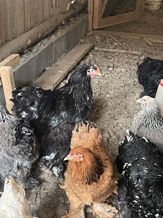 Gaini si cocosi din rasa brahma