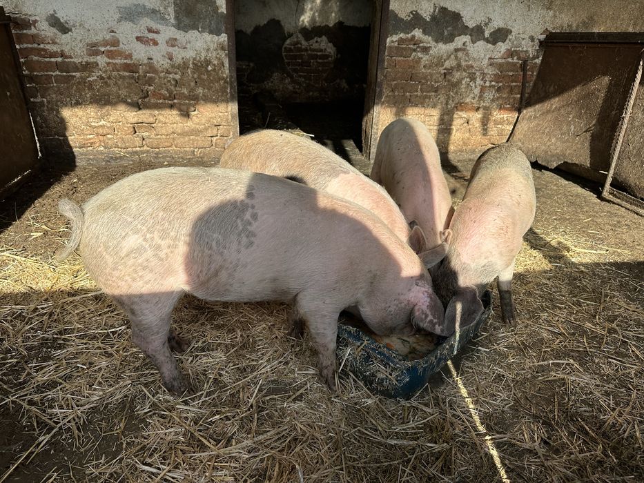 Хубави домашни прасета