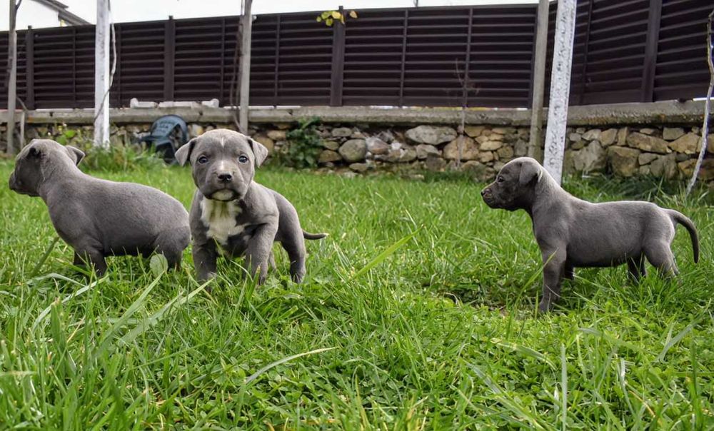 Американски питбул териер