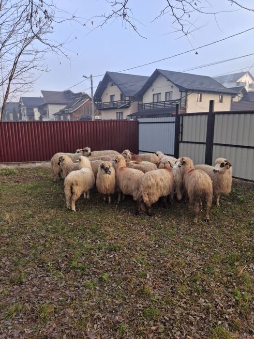 Vând 13 oi de ținut