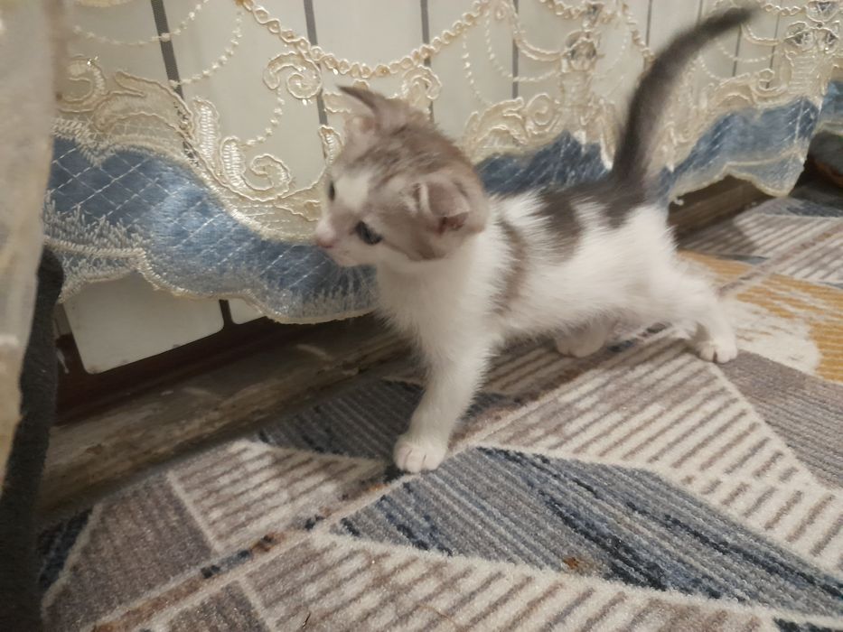 Продаётся котята