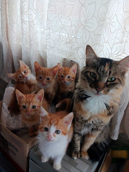 ПОДАРЯВАМ супер сладки котенца