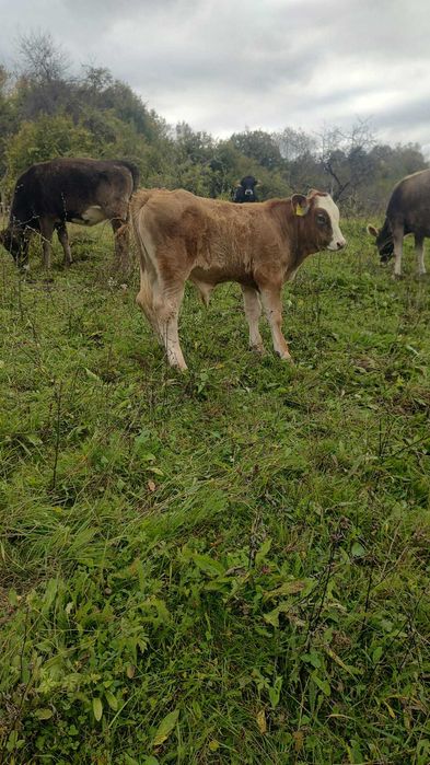 De vanzare 3 vitei taurasi