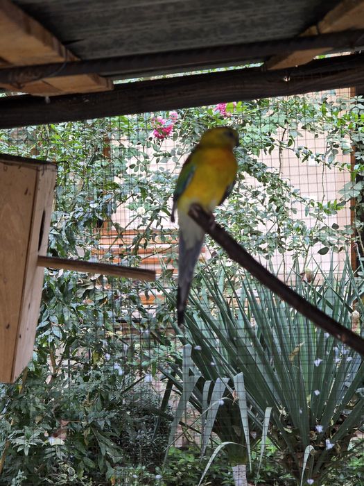 Atlas pevchi to'tiqush