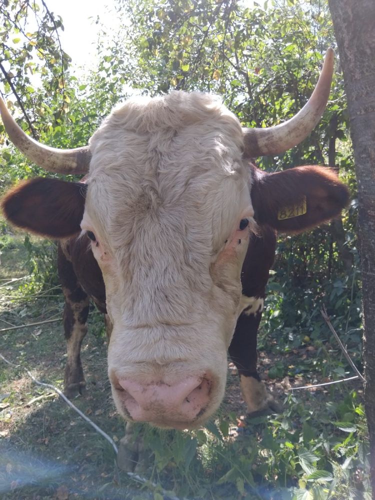 Taur de rasă de vanzare