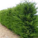 Gard viu verde vesnic, verde si iarna, leylandii, tuia. Nu beton