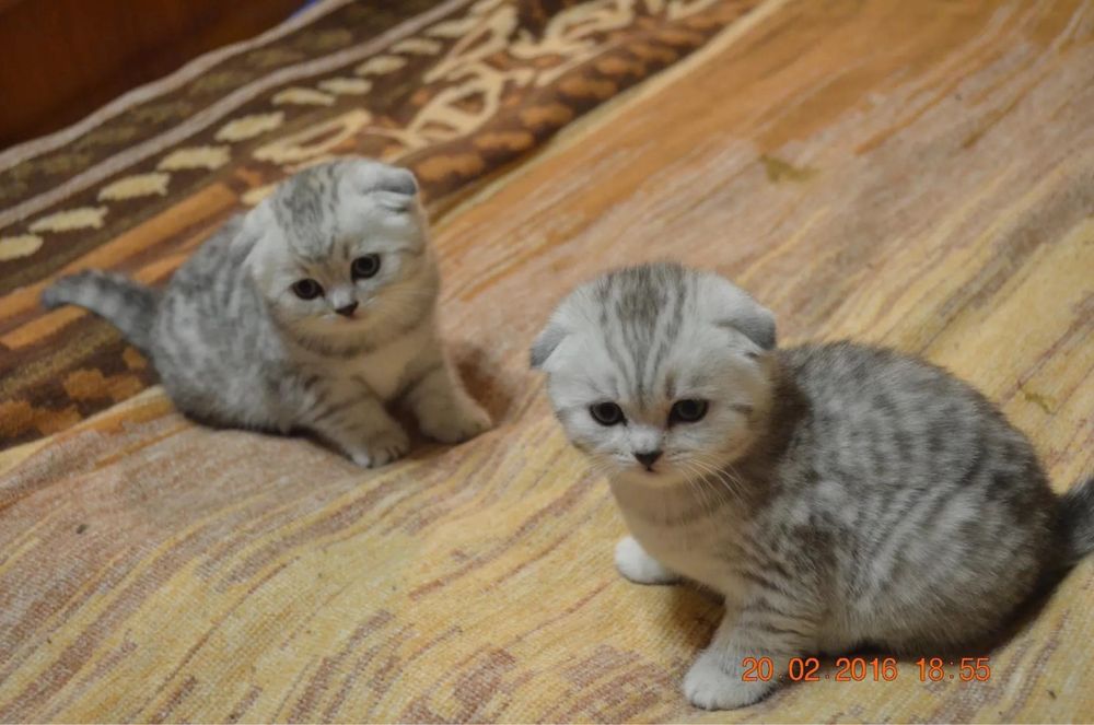 Шотландские котята шоу класса