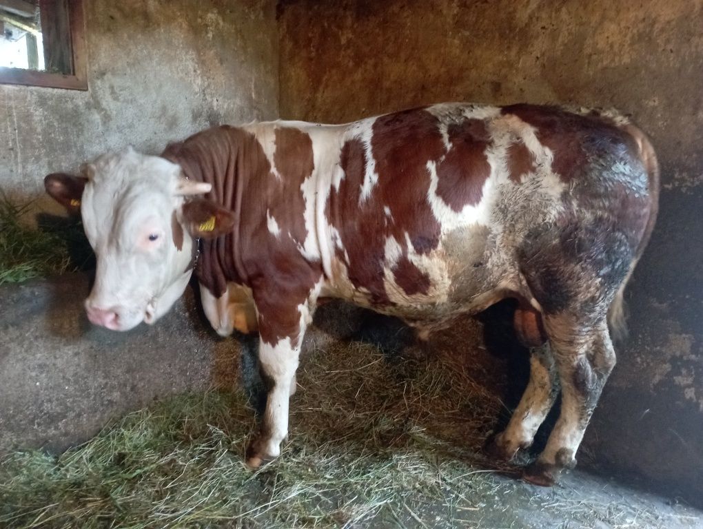 Vând taur bălțată românească de 11 luni înjur de 500kg