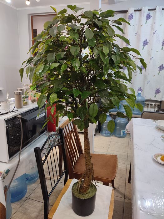 Дерево для интерьера