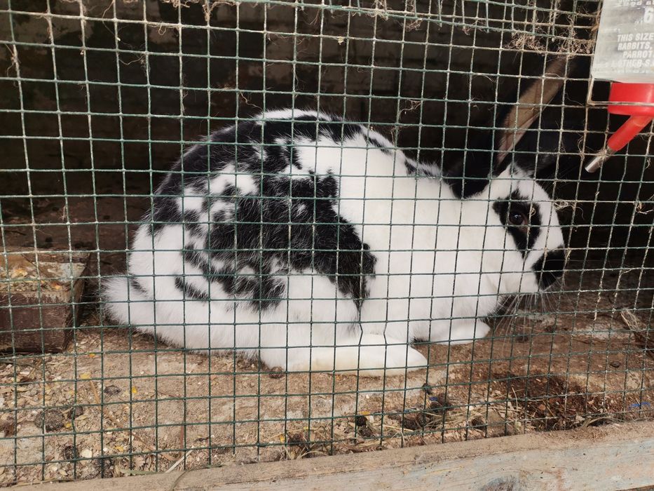 Vand iepuri tineri si iepuroaice pentru reproductie