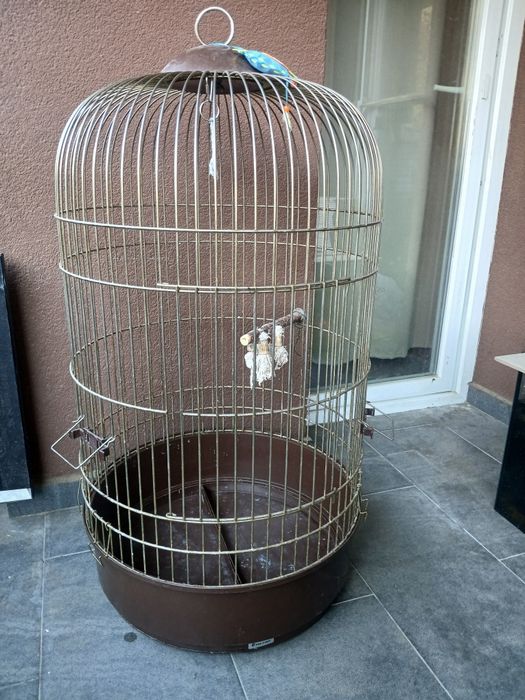 Colivie model deosebit