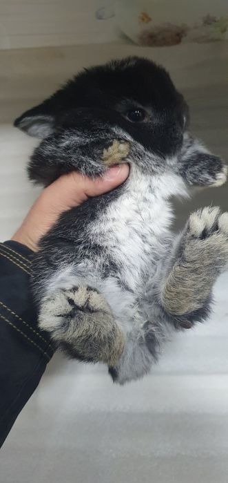 Karlik baran/ карликовые кролики