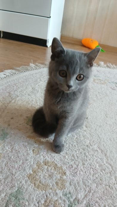 Отдам даром котёнка