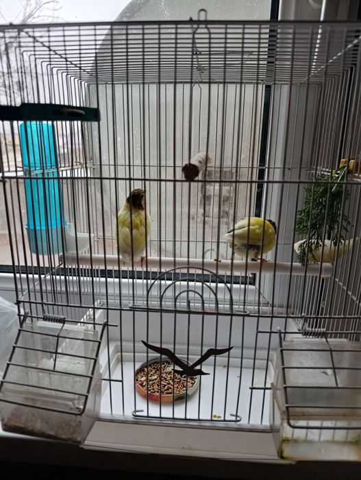 Продам птицу (канарейки) не дорого.