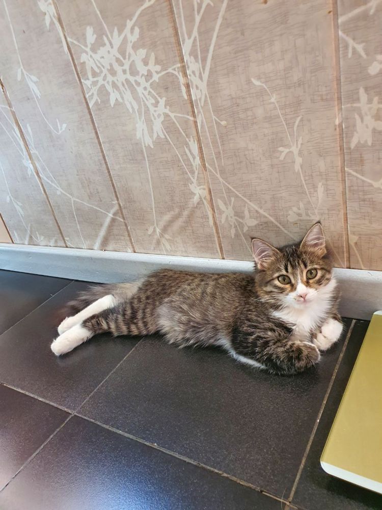 Котята в добрые руки даром