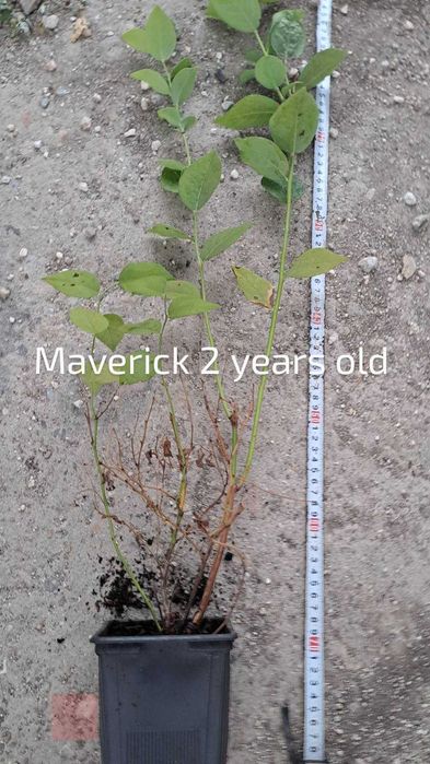 Разсад боровинки