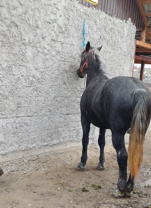 De vânzare iapă învârstă de patru ani foarte cuminte și curată pe pici