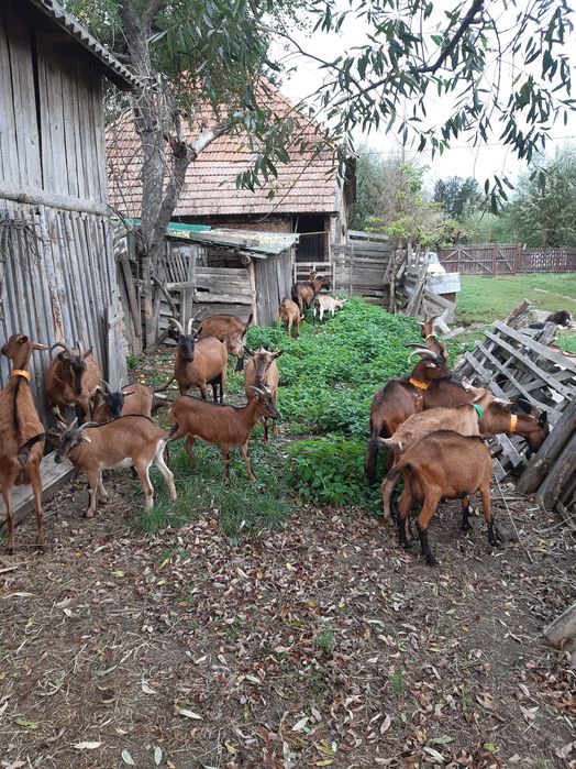 Vanzare capre rasa Alpina Franceza (Tineret).