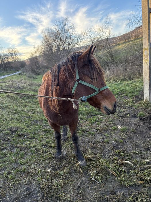 Vand iapa de 7 ani gestanta
