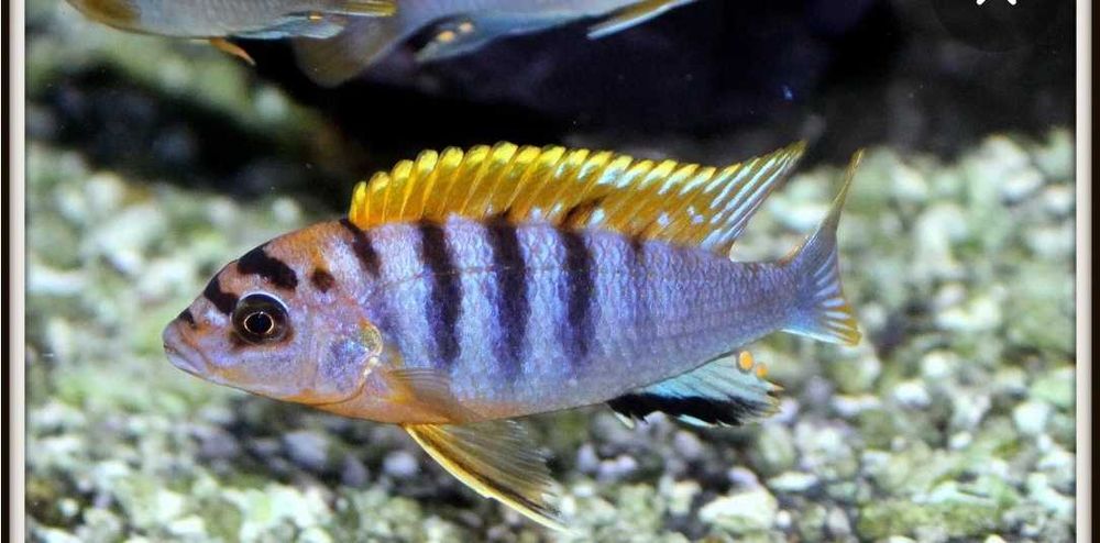 Лабидохромис хонги