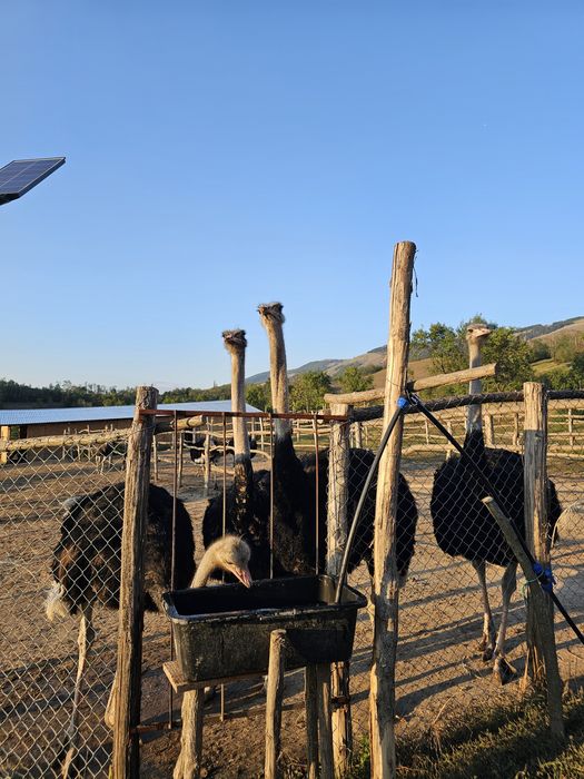 Vând struți de 1 an