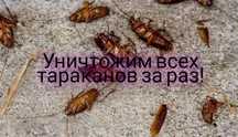 Мощное средство для уничтожение всех видов насекомых.