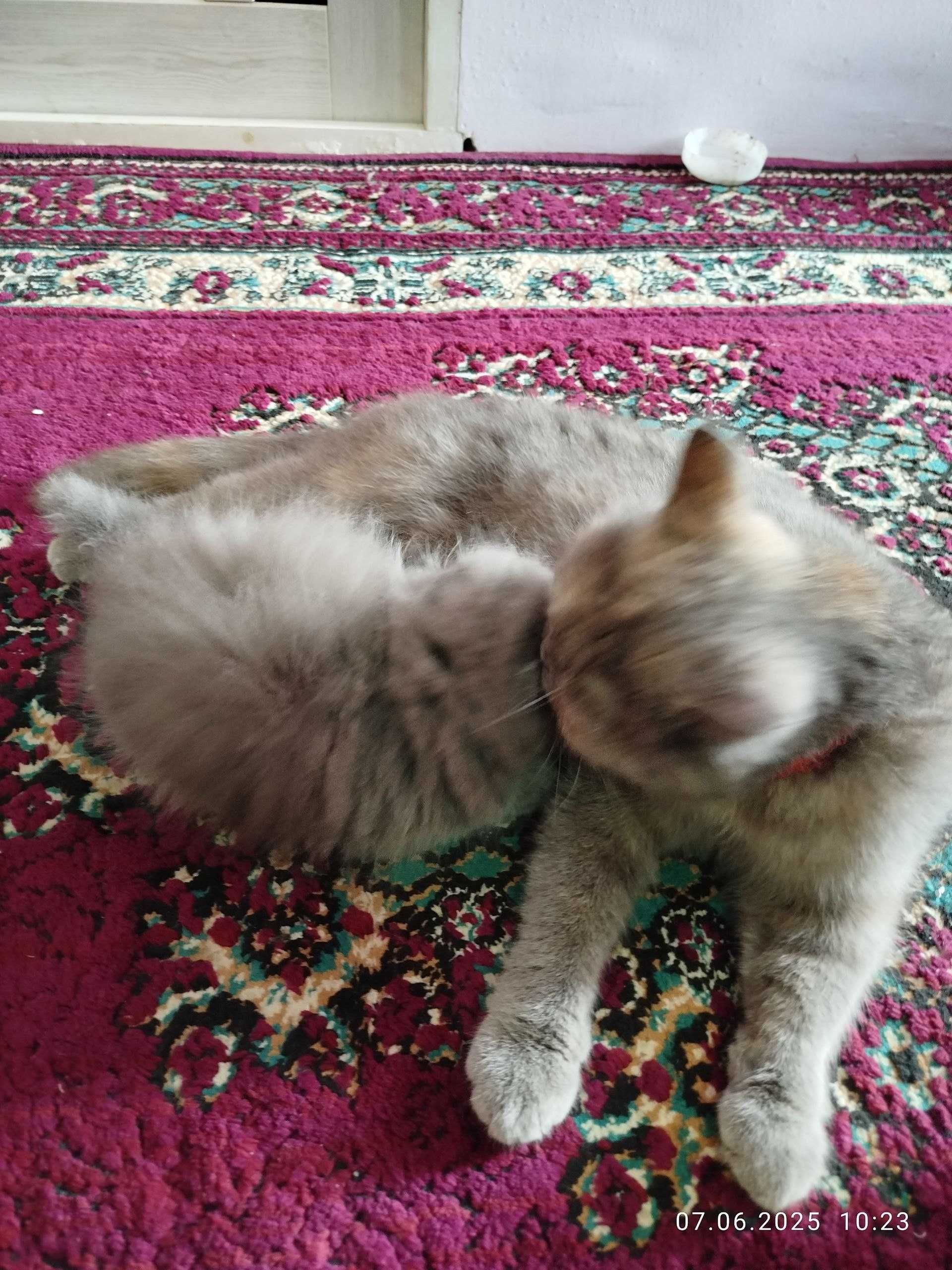 Продоються чисто породные котята Скотиш Фолд и Скотиш Страйт