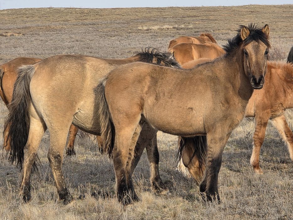 Продам жеребчика 2025г