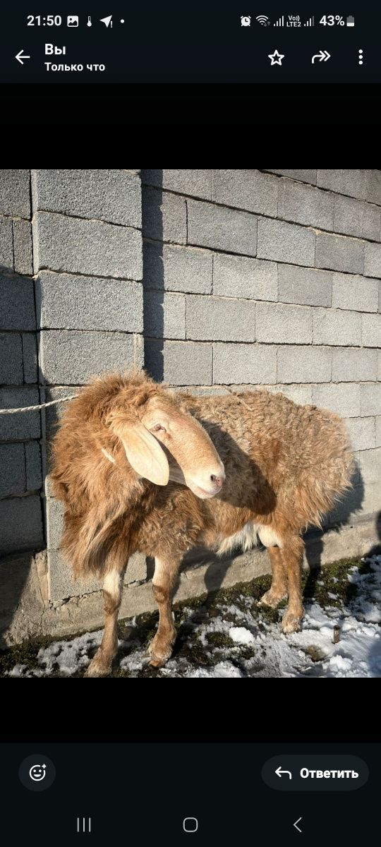 Кошкар арашан екі жасар