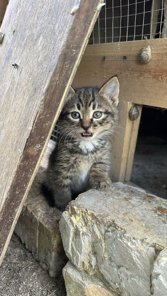 Двухмесячный котёнок