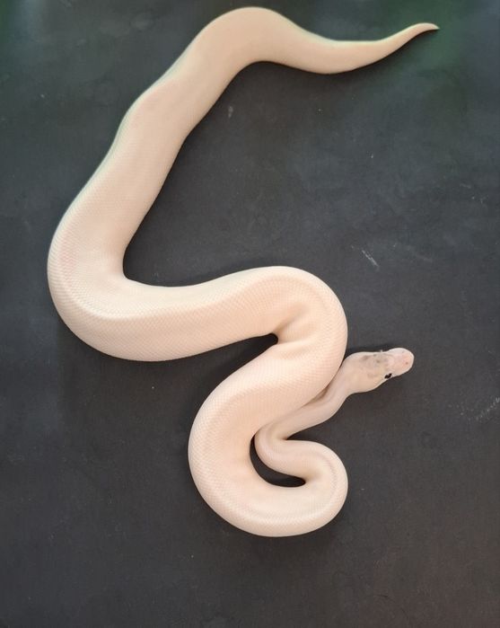 Кралски Питон Ivory Pied и Super Pastel Ivory