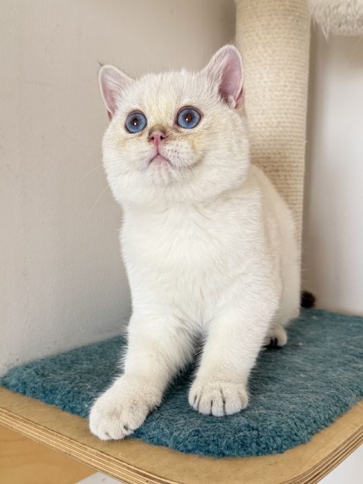 Продается Британская шиншилла нс 11