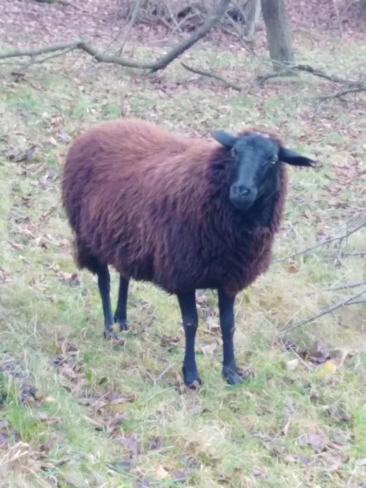 Vând oaie de ținut