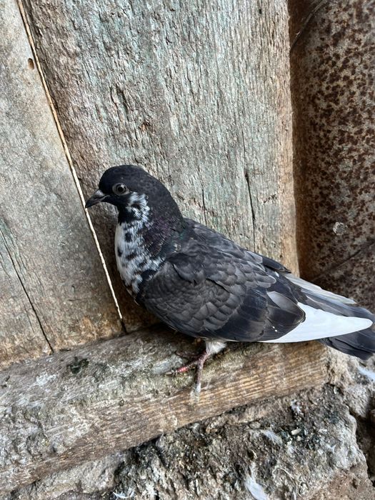 18 porumbei 200 lei toți