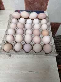 Ouă de Austrolop și Wiandotte de vânzare