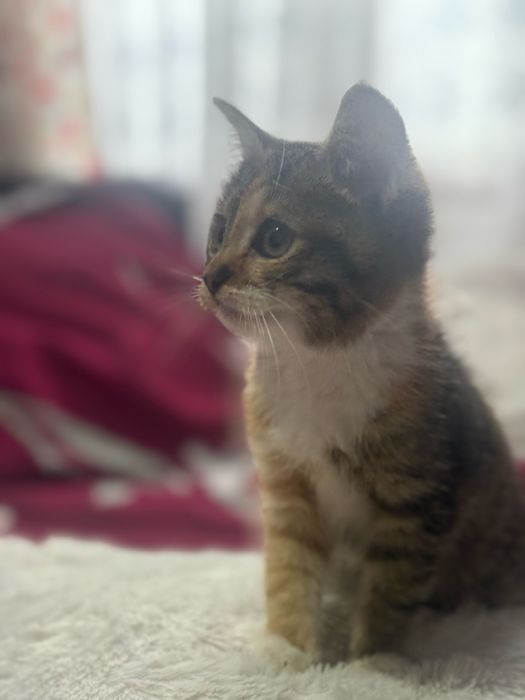 Donez Pui de Pisica , Rasa Europeana , Varsta 2 luni