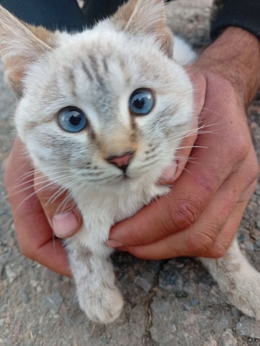 Chiroyli moviy koʻzli mushuk