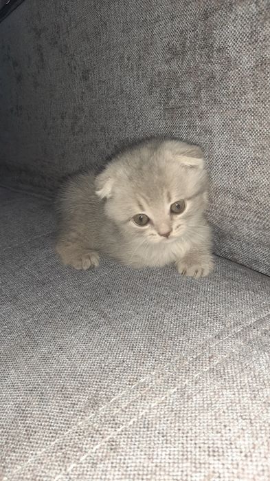 Котёнок вислоухая шотландская плюшевая чистокровная