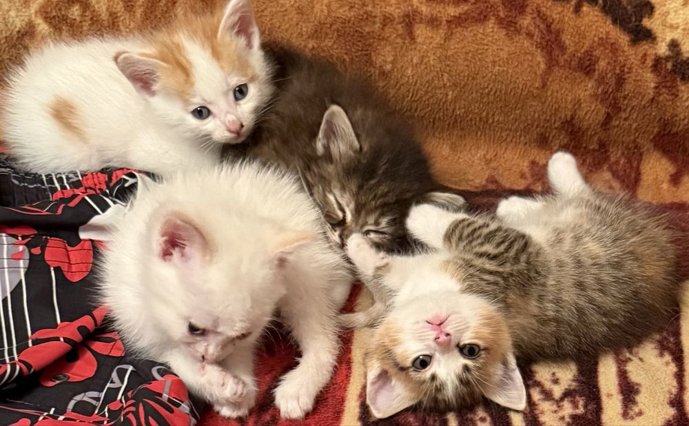 Котята крысоловы