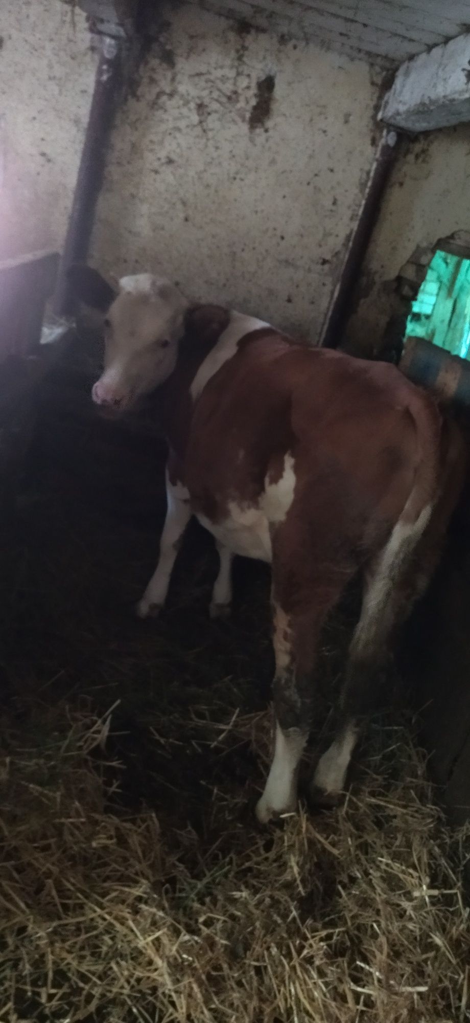 Vând vițea  de 5 luni