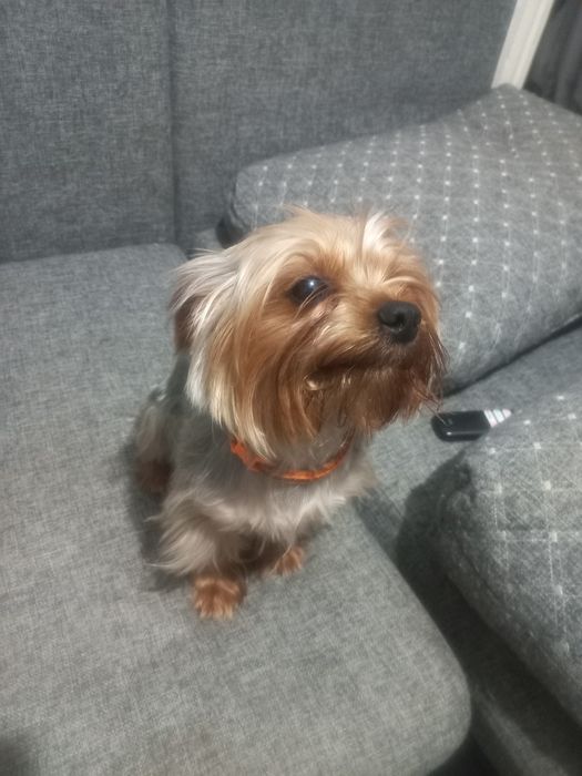 Вязка собак Йоркширский терьер